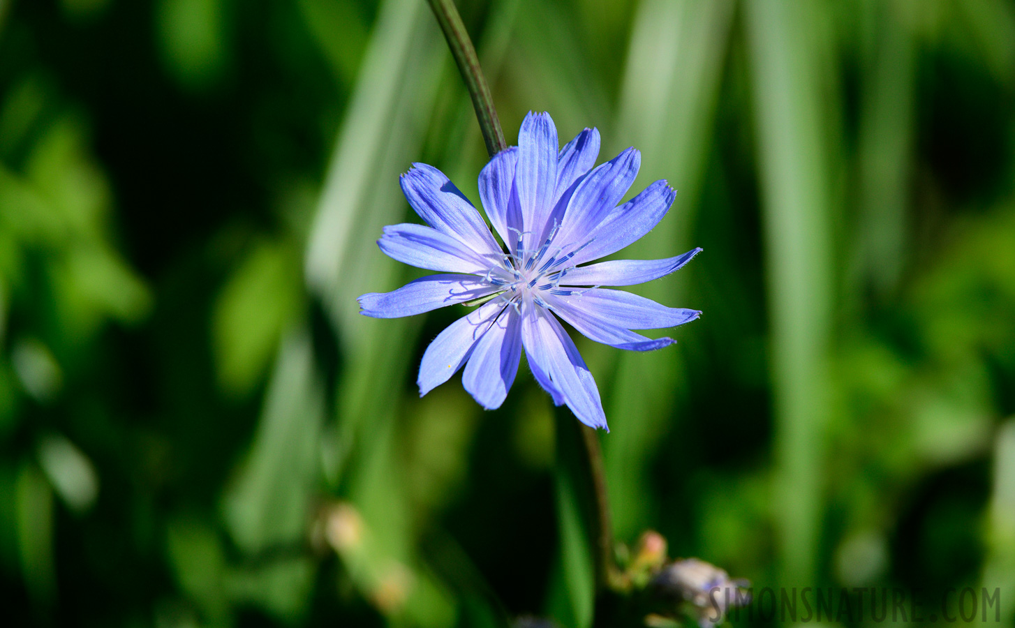 Montezuma National Wildlife Refuge [400 mm, 1/2000 Sek. bei f / 8.0, ISO 800]